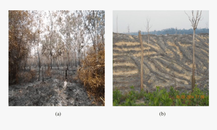 Grove, HD Png Download