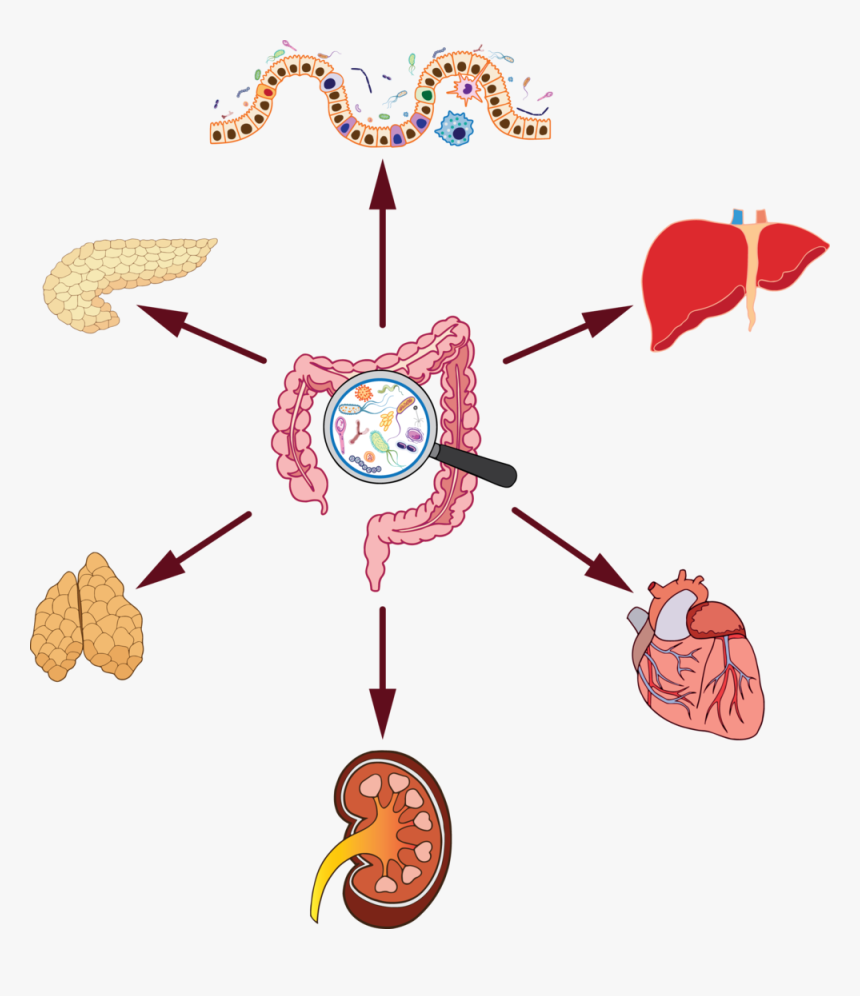 Gut Microbiome Organ Effect, HD Png Download