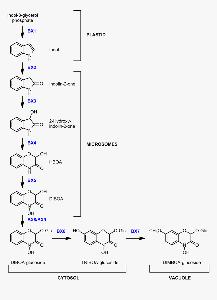 Benzoxazinoid Biosynthesis In Maize - Benzoxazinoid Biosynthesis Pathway, HD Png Download