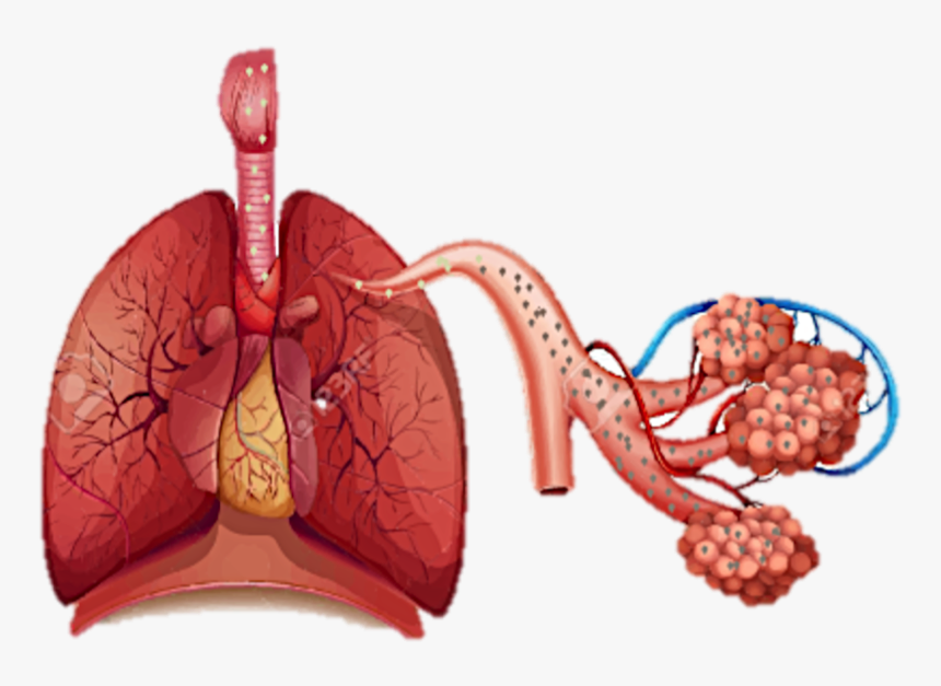 Disease Of Organ System , Png Download, Transparent Png