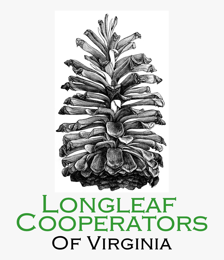 Teamlogo - Vintage Pine Cone Illustration Black And White, HD Png Download