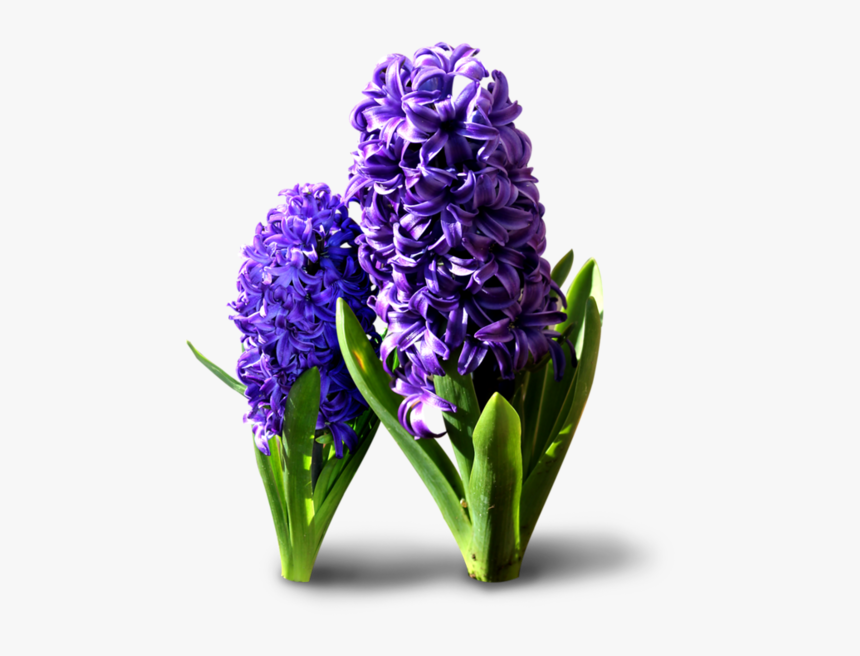 Hyacinth Flowers Png Transparent Background - Hyacinthus Orientalis Png, Png Download