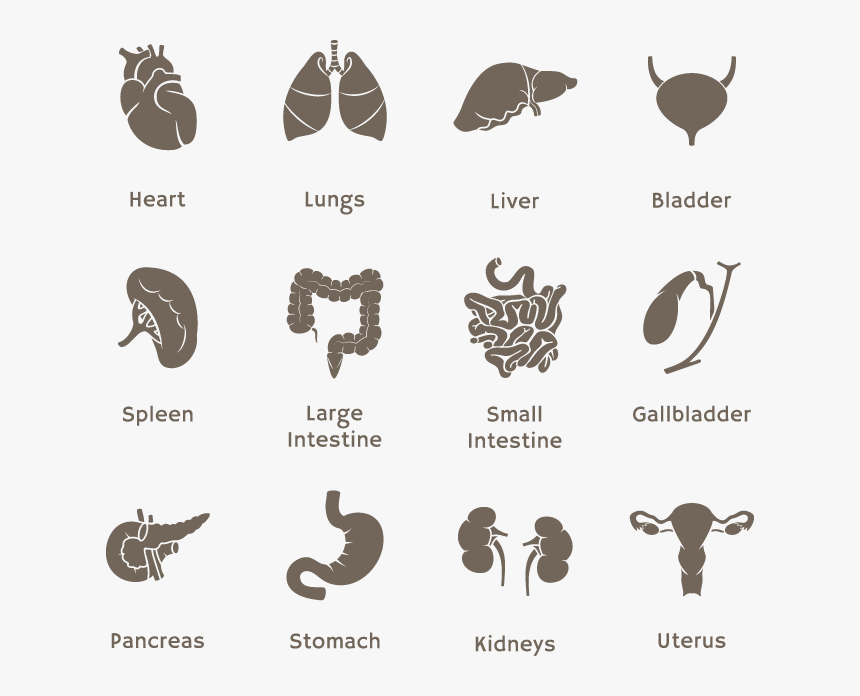 Hur Många Väntar På Organ, HD Png Download