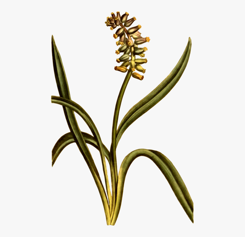 Musk Grape Hyacinth Cut Flowers Plant Stem - Eceng Gondok Png, Transparent Png