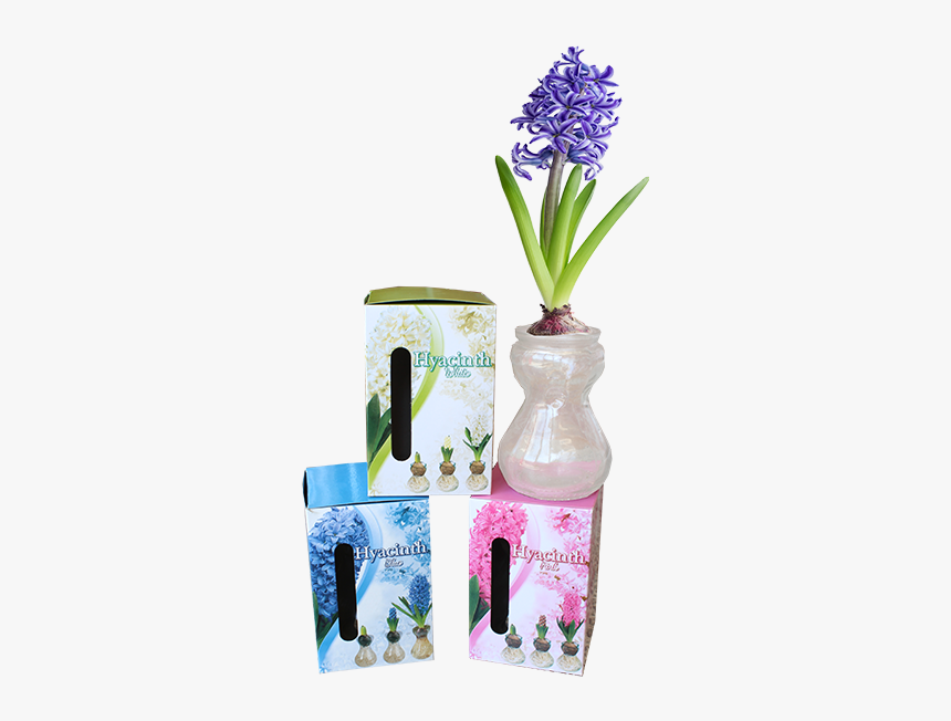 Grape Hyacinth, HD Png Download