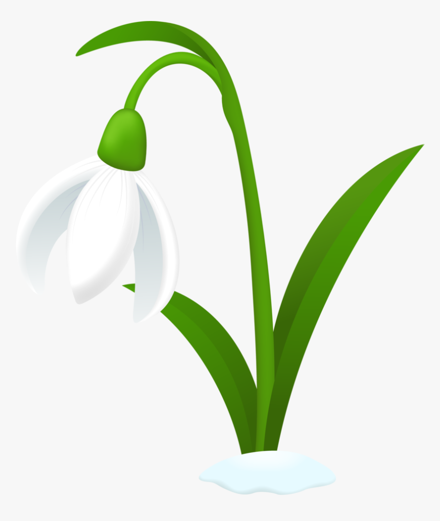Hyacinth Clipart Snowdrop, HD Png Download