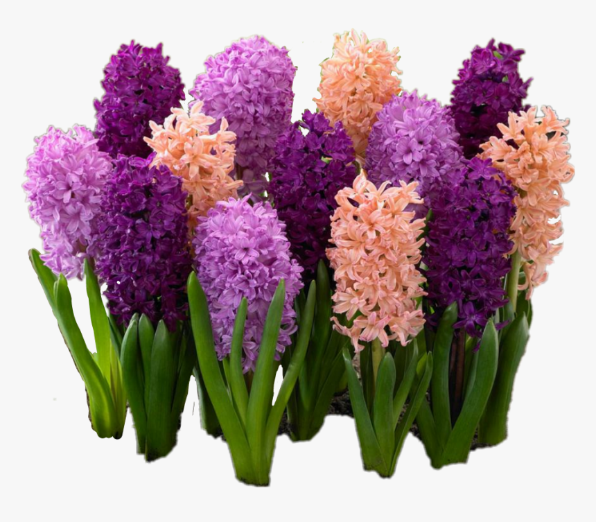#hyacinth #flowers - Многолетние Цветы Для Дачи, HD Png Download