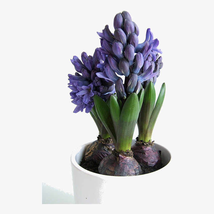 Hyacinth5 - Hyacinth Bulbs, HD Png Download