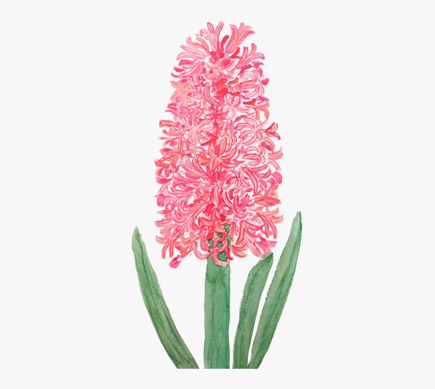 Watercolor Hyacinth, HD Png Download