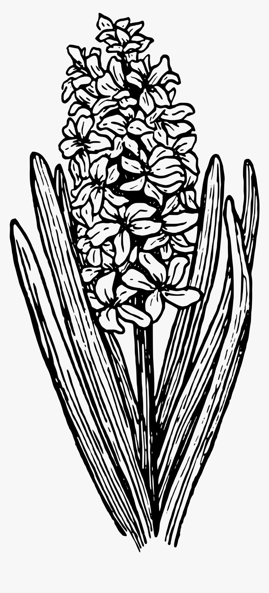 Santan Clipart Black And White, HD Png Download