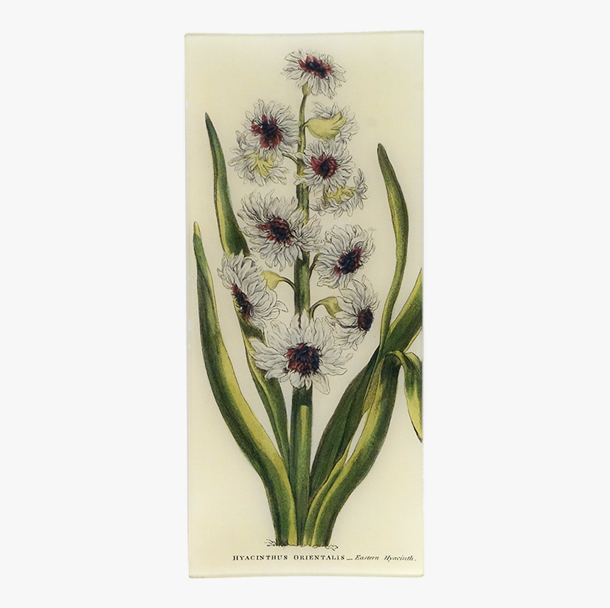 Dactylorhiza Insularis, HD Png Download