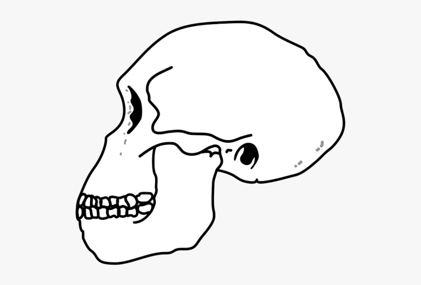 Habilis Skull - Homo Habilis Skull, HD Png Download