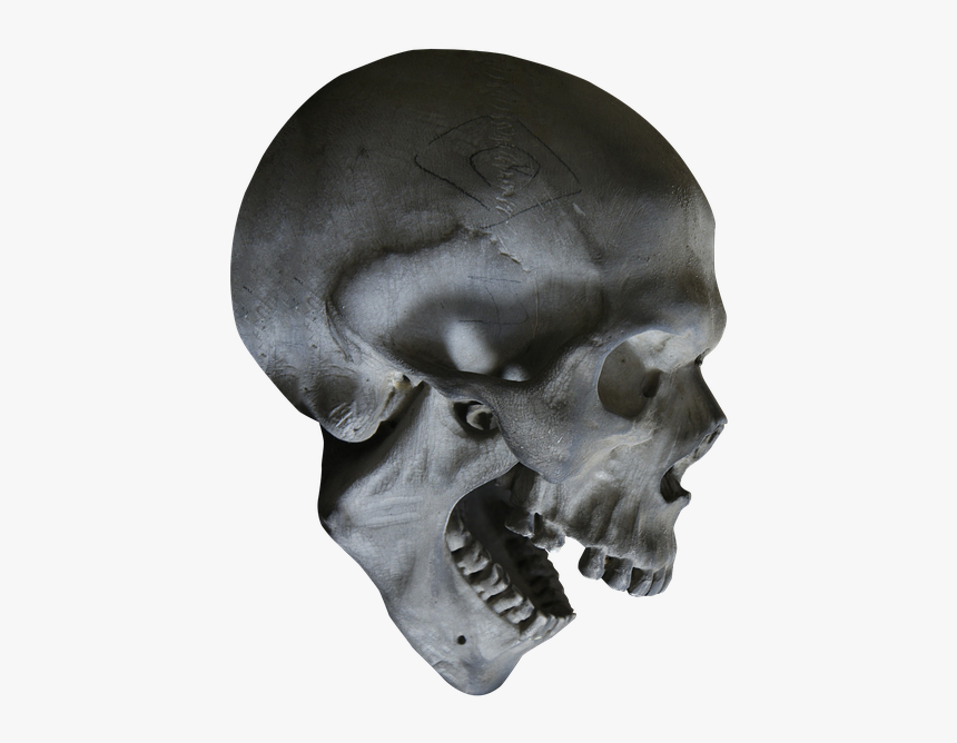 Halloween, Skull, Skeleton, Skull Head, Head, Bone - Transparent Skull, HD Png Download