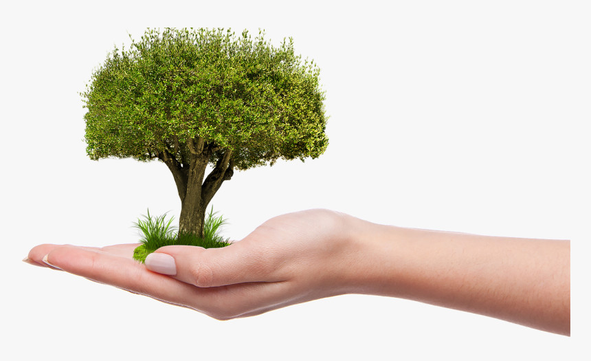 Nature Grow Hold Plant - Tree In Hand Png, Transparent Png ...