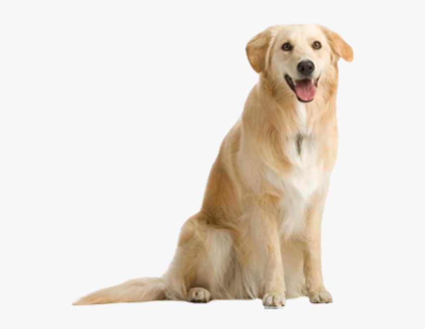 Dog Png For Designing - Dog Png, Transparent Png