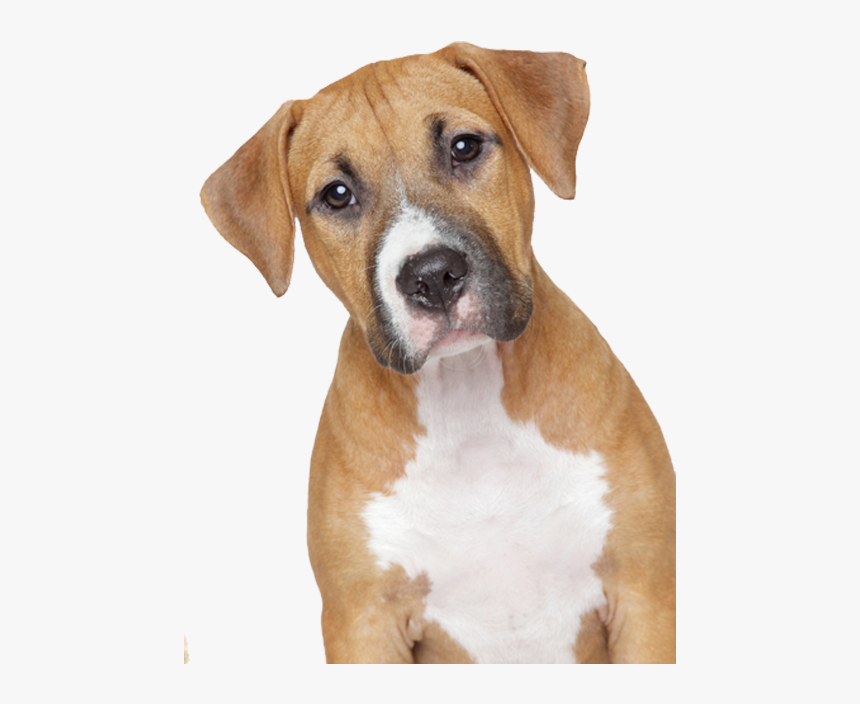 9 2 Dog Png 5 Clipart Image - Png Format Dog Png, Transparent Png