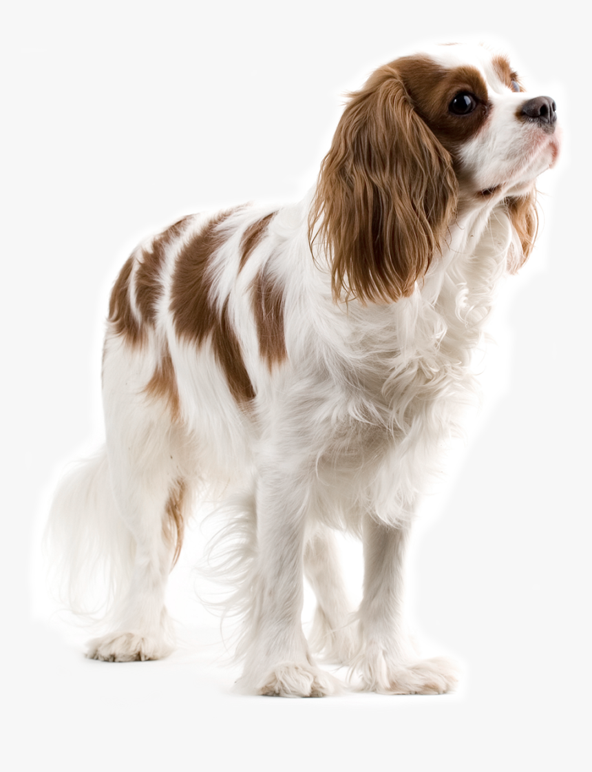 Dog Png Animal - Lovely Dog Png, Transparent Png