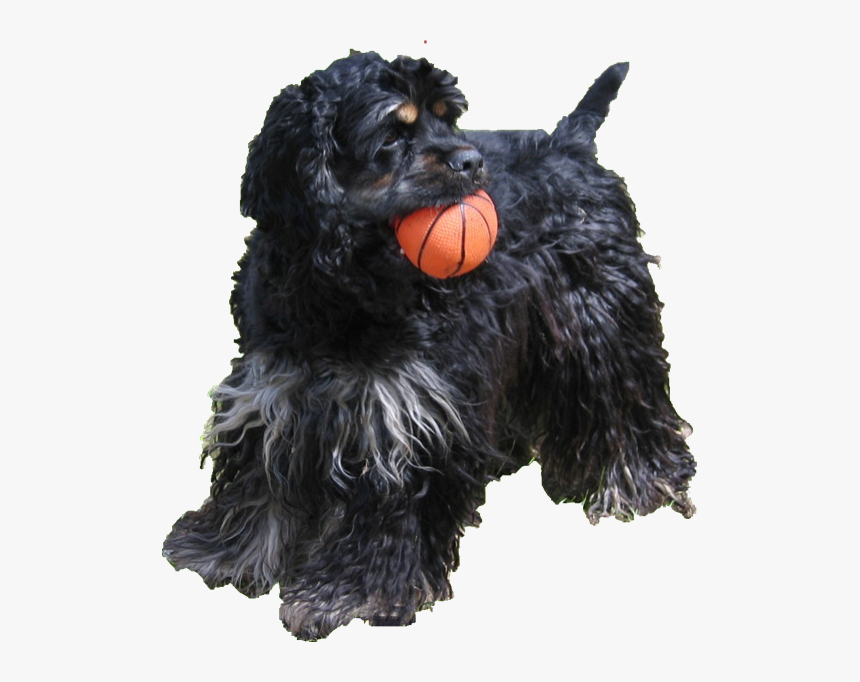 Transparent Dog Png - Cocker Spaniel, Png Download