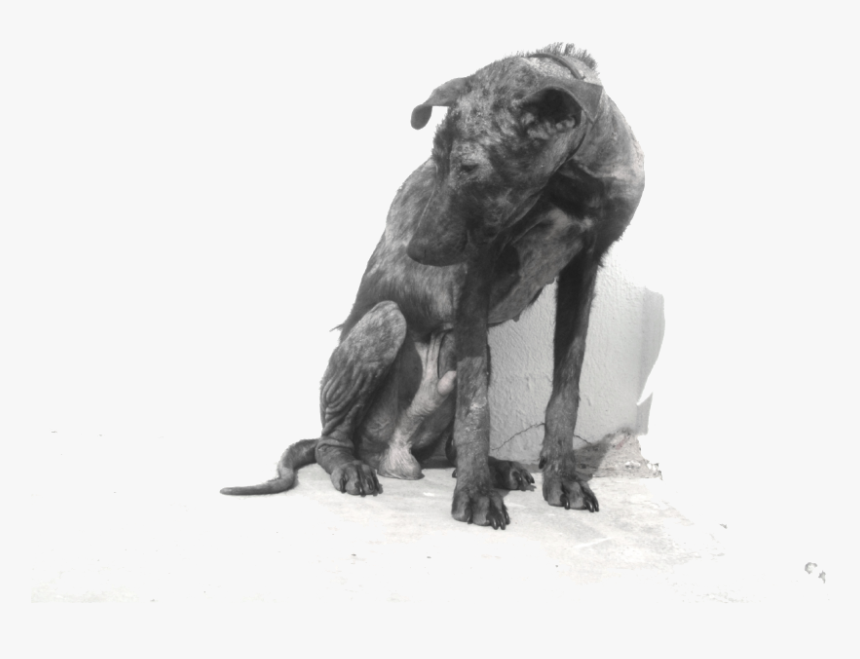 Abandoned Dog Png - Longdog, Transparent Png