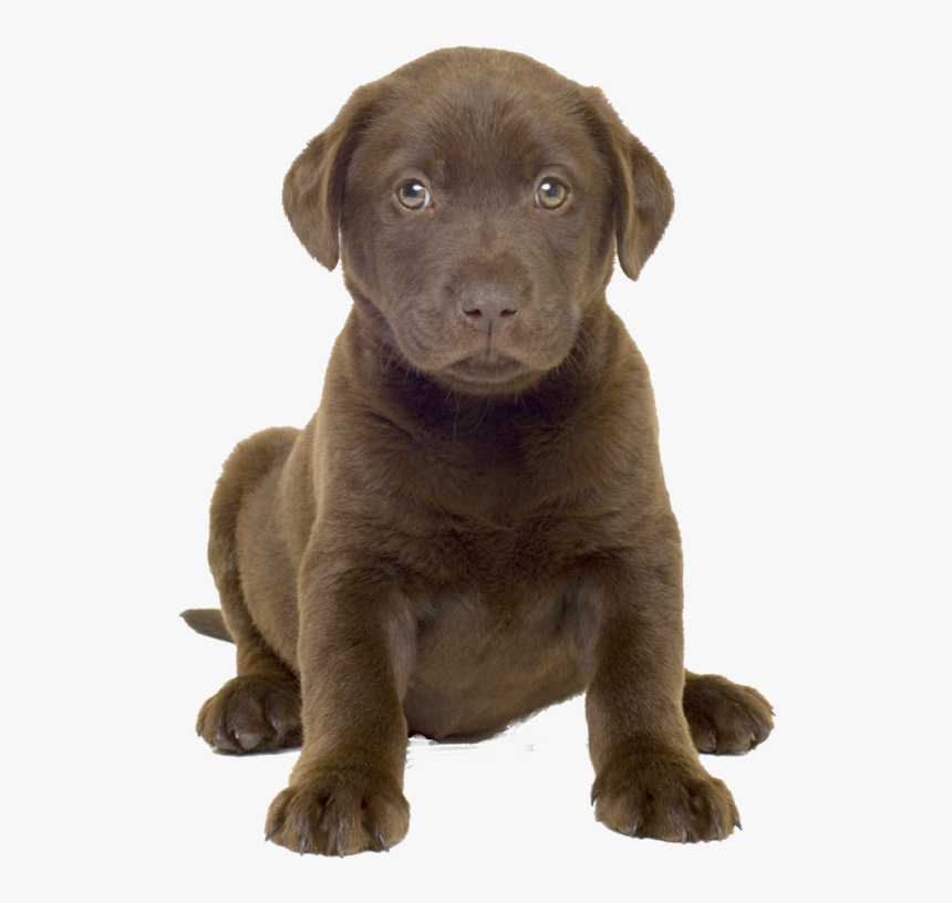 Puppy Dog Png Image - Pitbulls Are The Best Dogs, Transparent Png