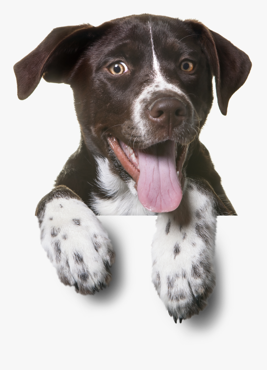 Dog Png, Transparent Png