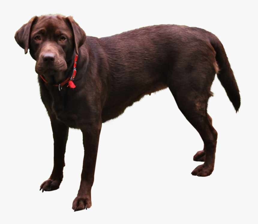 Png Format Dog Png, Transparent Png