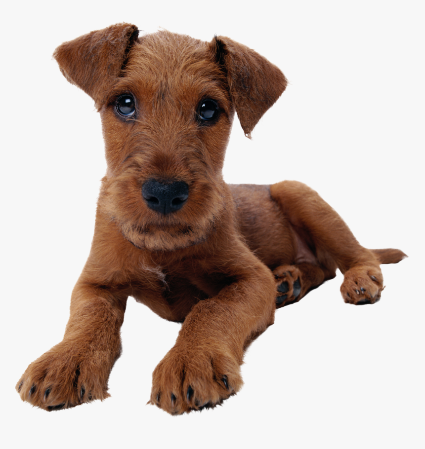 Mixed Dog Png , Png Download - Mix Dog Png, Transparent Png
