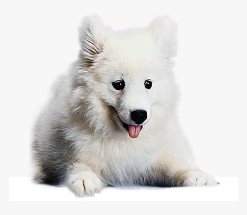 Japanese Spitz Png, Transparent Png