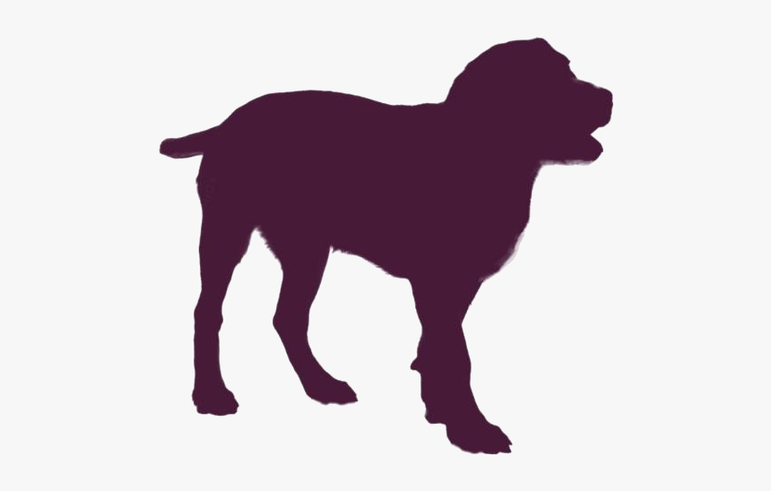 Entlebucher Mountain Dog Png Transparent Images - Labrador Retriever, Png Download