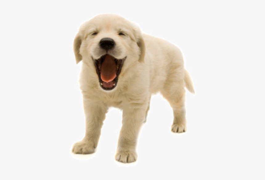 Designs Dog Png - Transparent Picture Of Dog, Png Download