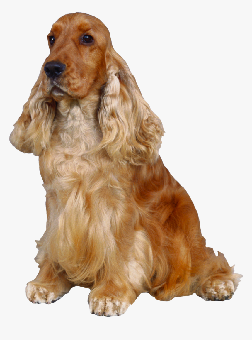 Dog Png - English Cocker Spaniel Png, Transparent Png