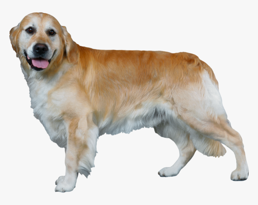Golden Retriever, HD Png Download
