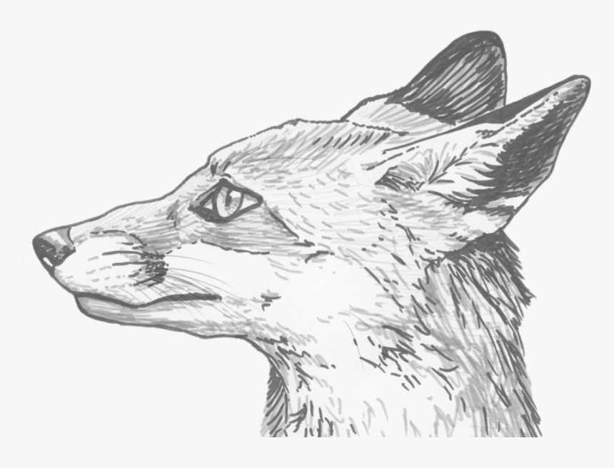 Download Fox Eyes Png Clipart For Designing Projects - Fox From Profile Drawing, Transparent Png