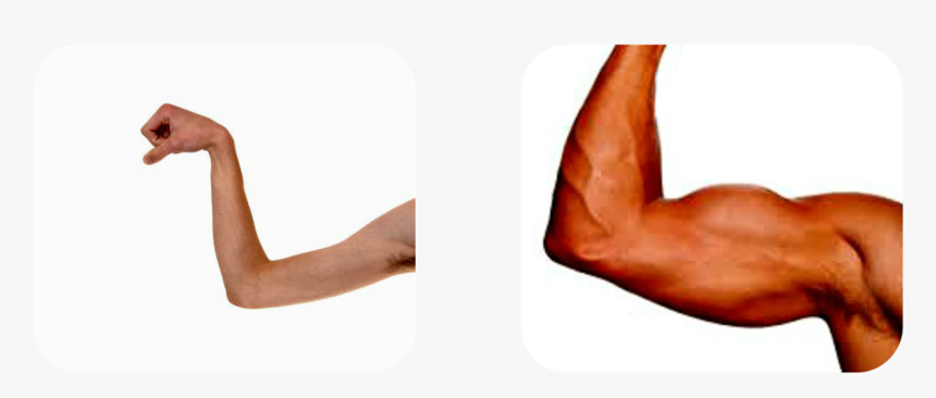 Strong And Weak Muscles, HD Png Download