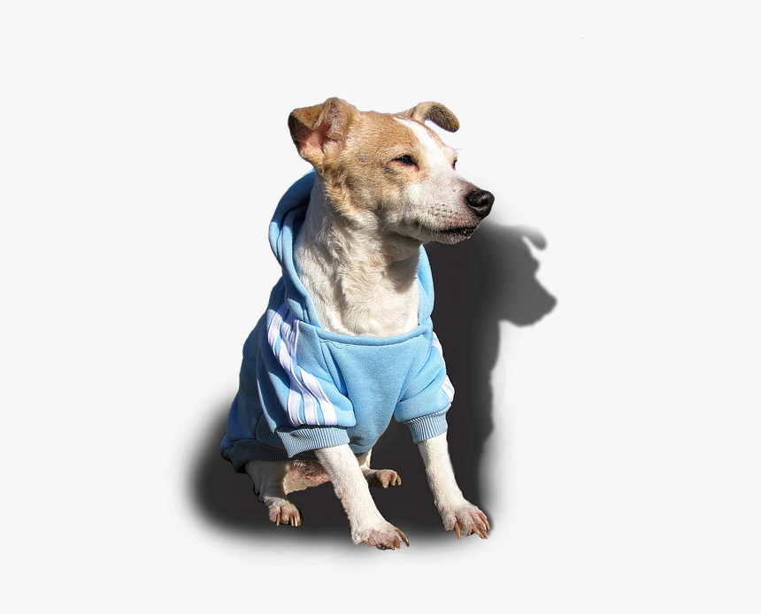 Doggy, Dog, Jack Russell, Terrier, Pet, Cute, Sweet - Jack Russell Terrier, HD Png Download