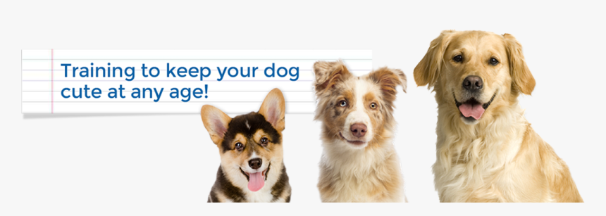 Keep It Cute Dog Training Alexandria, Arlington, Mclean, - Companion Dog, HD Png Download