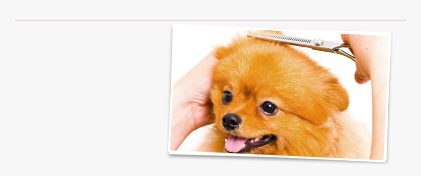 Cute Dog Gets Hair Trimmed - Pomeranian, HD Png Download