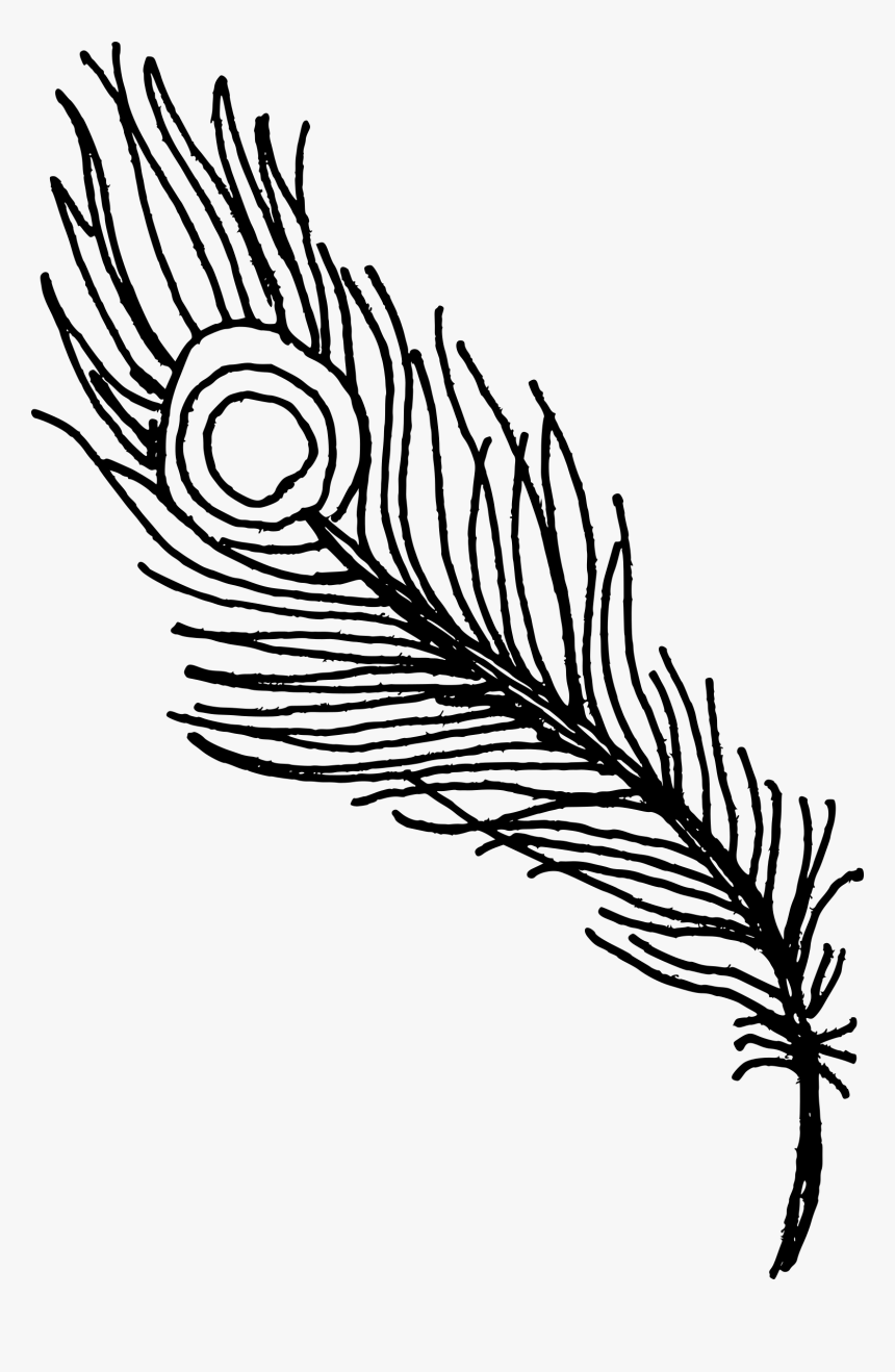 Quill - Peacock Feathers Clipart Png, Transparent Png