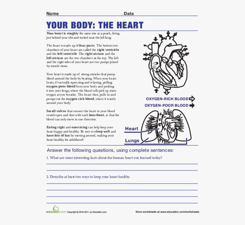 Life Science Worksheets High School HD Png Download Transparent Png 