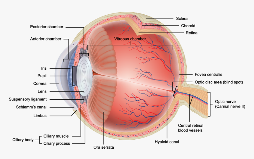 Transparent Eye Veins Png - Layers Of Eye Anatomy, Png Download