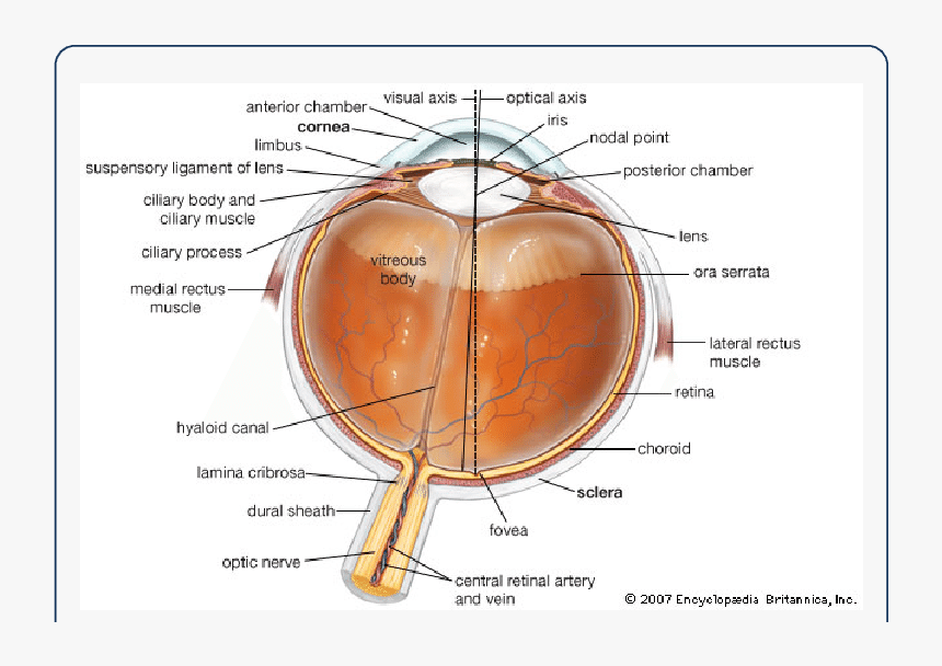 Lamina Cribrosa Eye, HD Png Download