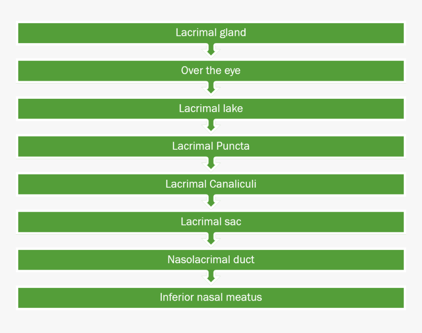 Picture2 - Colorfulness, HD Png Download