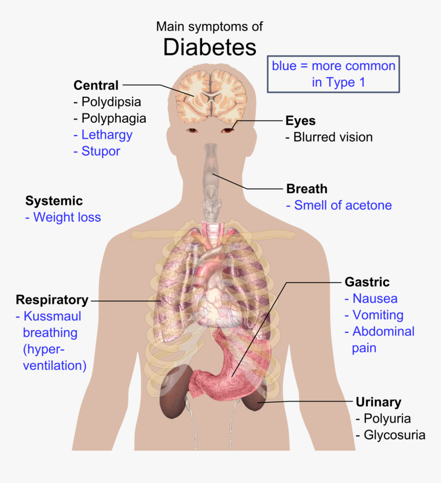 Disease In Organ System, HD Png Download