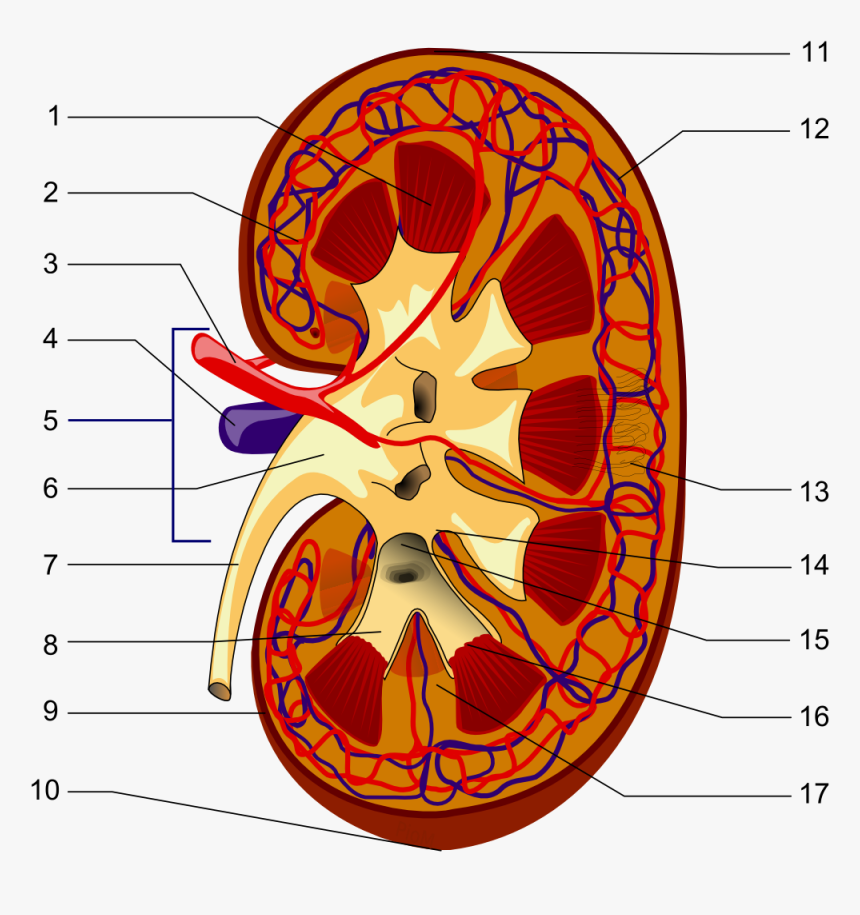 Kidney Piom - Parts Of The Kidney, HD Png Download