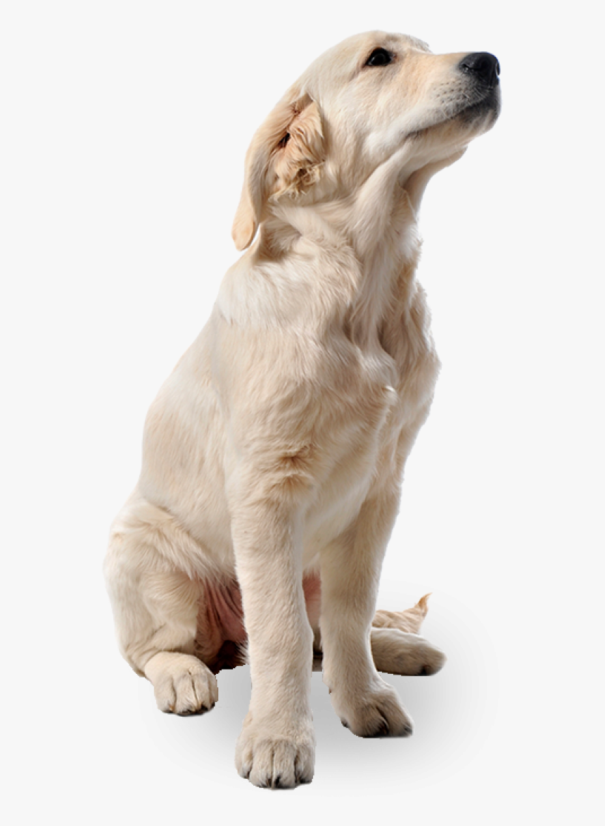 White Dog Png - Png Dog Full Hd, Transparent Png