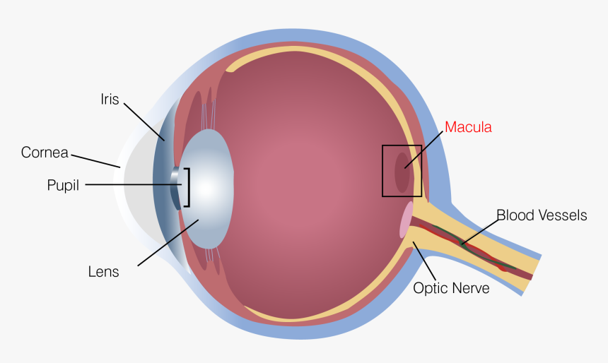 Eye Retina, HD Png Download