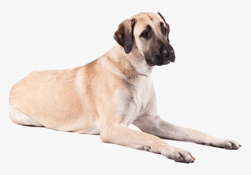 Dog Png - - Anatolian Shepherd Png, Transparent Png