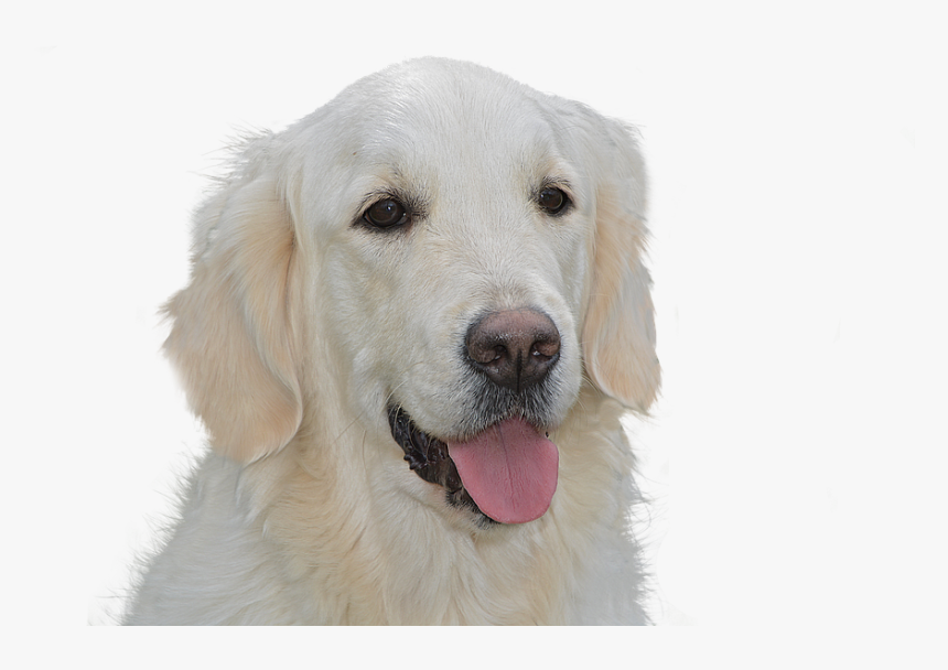 Transparent Free Dog Png - Golden Retriever, Png Download