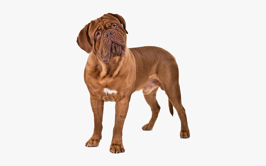 Dogs Png Free Image Download - Neapolitan Mastiff, Transparent Png