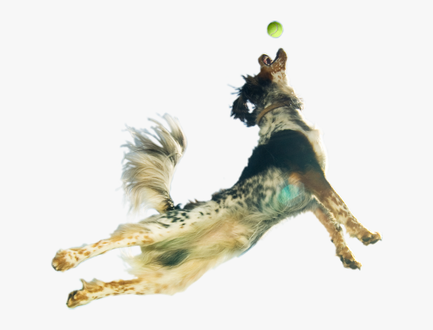 Leaping Dog Transparent Background, HD Png Download